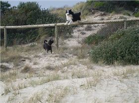 Wilbur getting air over Banjo