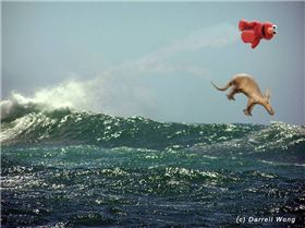 elmo-ing an aardvark 