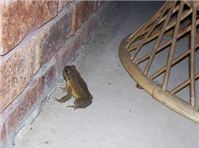 No Prince Charming here!