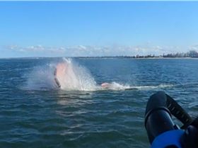 Early Spring day at the end of Winter 2022 with a lot of sails and wings out