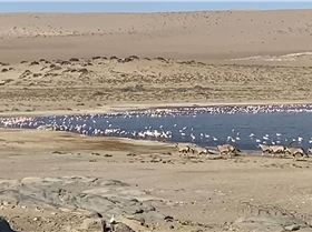 oryx and flamingoes