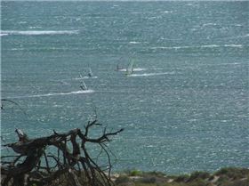 Tree Outback Australia