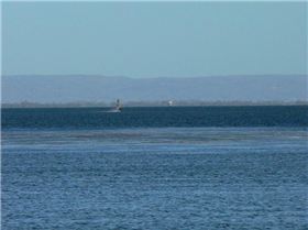 The Big Fella Heading Upwind at end of run