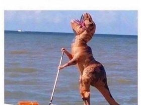 28 Photos So Dumb They Might Be Funny