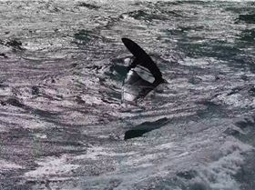 Screenshot20250208143120YouTube