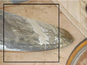 Board in need of repair