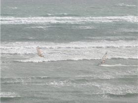 snapper point 2/07/09