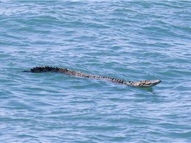 Croc off Mackay marina
