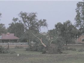 Yesterday's storm that hit Barmera 60+ knot winds and heavy rain