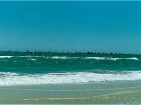 Windsurfing championships 1986