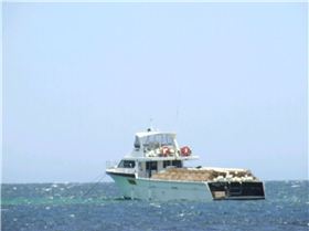 Wind Shack  Green Head Weekend  2010  Dynimite