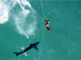 kite-surf-shark