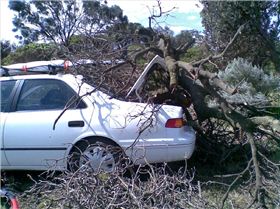 Tree damage
