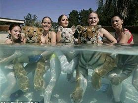 Swimming Tiger Snakes