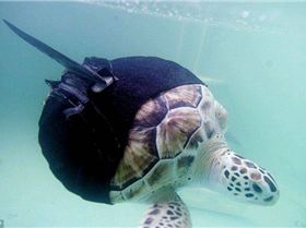 turtle with shark fins 3