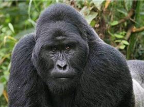 VirungaMountainGorilla