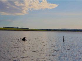 The Doug-ness monster