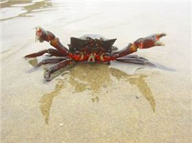 angry-crab--large-msg-113467533365-2