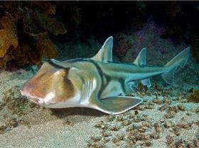 Heterodontus portusjackson