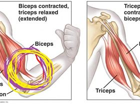 Antagonistic-Muscles-pair-bicep-tricep-1024x567