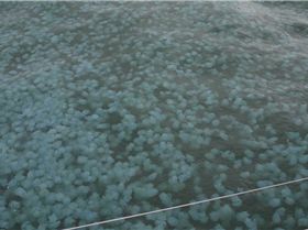 Jelly Blubbers by the millions