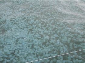 Jelly Blubbers by the millions