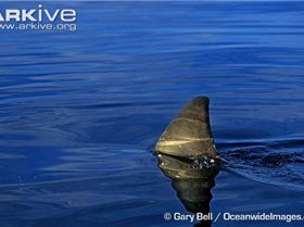 Great-white-shark-dorsal-fin-breaking-surface[2]