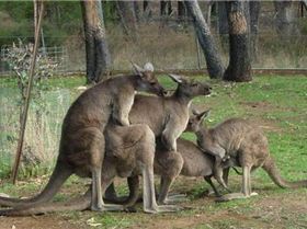 What I picture Australia like.