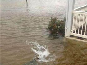 Shark in front yard