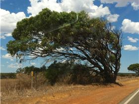 This image captures the consistancy and power of the wind in WA