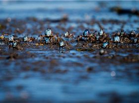 Sony NEX-6 Test     Winter Shearwater