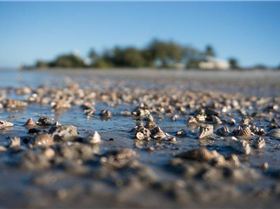 Sony NEX-6 Test     Winter Shearwater