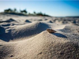 Sony NEX-6 Test     Winter Shearwater