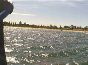 Kyeemagh Photos 8/Dec/2013 - Alfamale's Friends