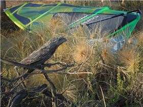 Coros action Jan 2014