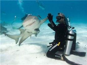 shark-high-five