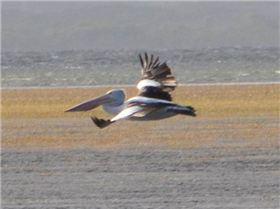 reflex wings over lilacs