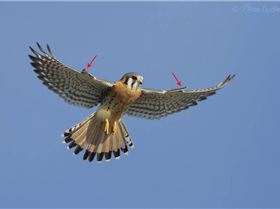 american-kestrel-8179-alula-ron-dudley