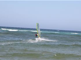 Sept 2013.JPG; cotton tree 033