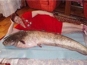 foto pobudka nr897 29