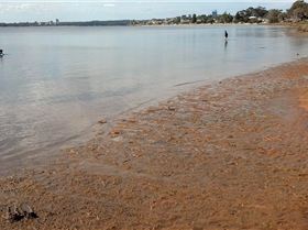 Swan River low tide