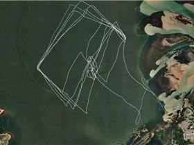 formula race swansea