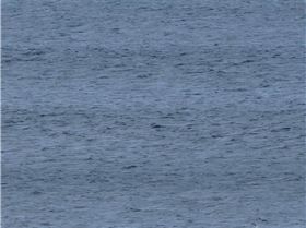 Orca at Phillip Island