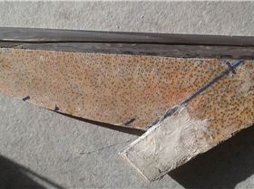 palm stainless carbon weedy