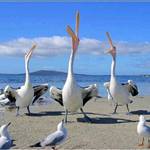 PelicanPete