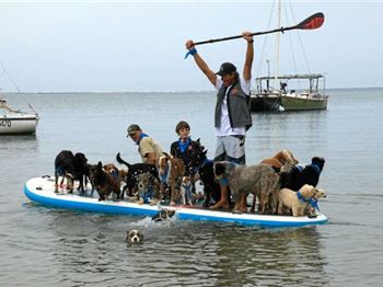 Twenty Five Dogs. One Stand Up Paddle Board! - Stand Up Paddle News