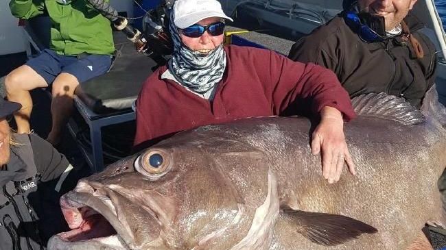 Image Source : <a class='offsite-link' href='/Exit?url=https%3A%2F%2Fwww.qt.com.au%2Fnews%2Fmonster-fish-caught-in-australia%2F3360767%2F' target='_blank' rel='nofollow'>www.qt.com.au/news/monster-fish-caught-in-australia/3360767/</a>