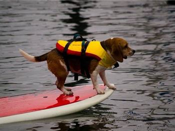 Pupping - Stand up paddling with your dogs... - Stand Up Paddle News