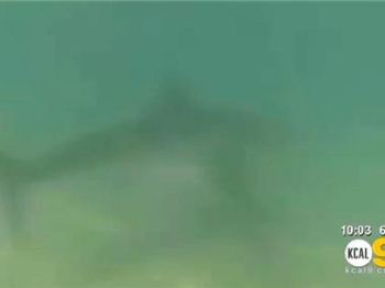 Are these guys crazy? Chasing Sharks by Stand Up Paddleboard - Stand Up Paddle News
